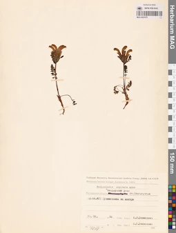 MAG 0021670