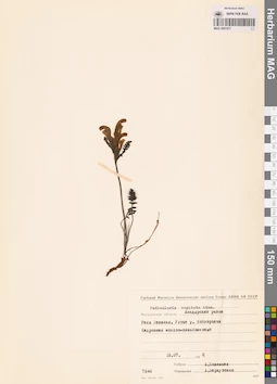 MAG 0021671