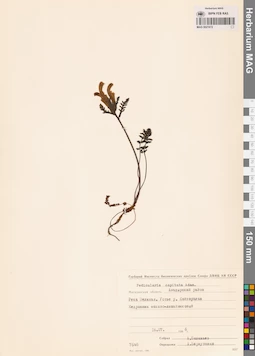 MAG 0021672