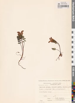 MAG 0021673