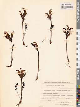 MAG 0021674