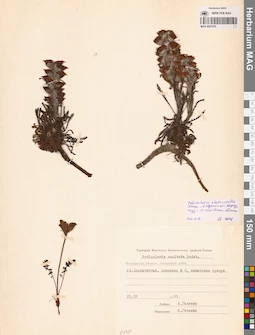 MAG 0021676