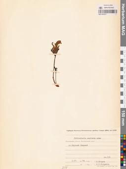 MAG 0021677