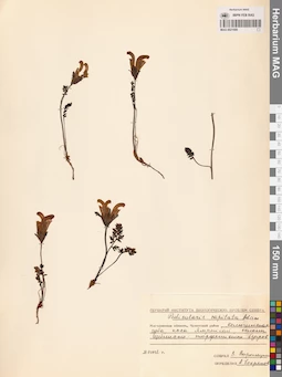 MAG 0021680