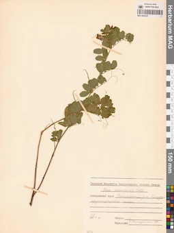 MAG 0020242