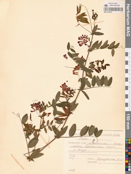 MAG 0020244