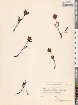 MAG 0020250