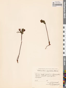 MAG 0020251