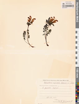 MAG 0020253