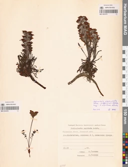 MAG 0020255