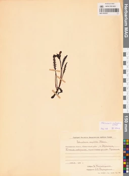 MAG 0020257