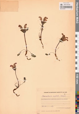 MAG 0020258