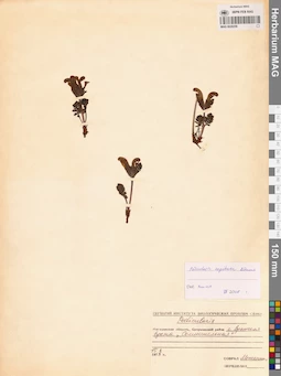 MAG 0020259