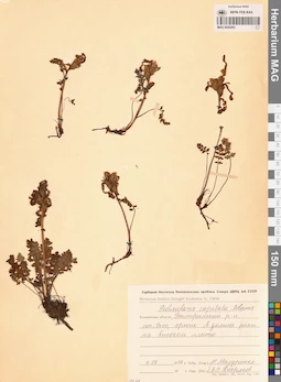 MAG 0020262