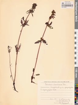 MAG 0020265
