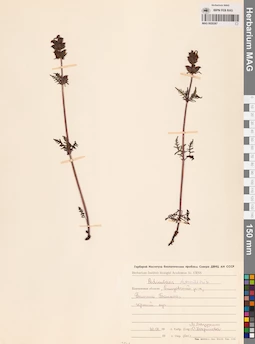 MAG 0020267