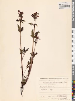 MAG 0020268
