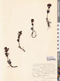 MAG 0020270
