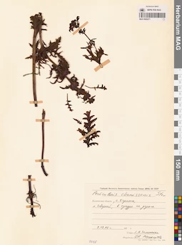 MAG 0020271