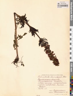MAG 0020272