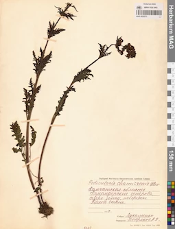 MAG 0020273