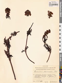 MAG 0020275