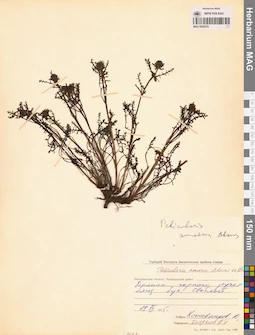 MAG 0020278