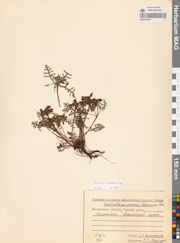 MAG 0019241