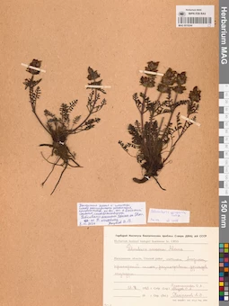 MAG 0019244
