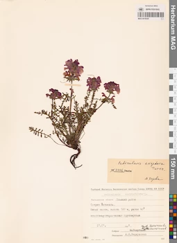 MAG 0019245