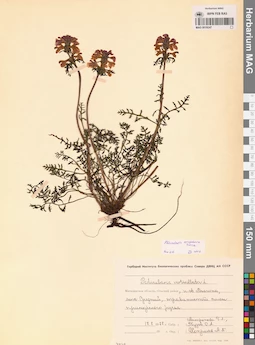 MAG 0019247