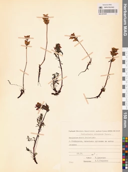 MAG 0019248
