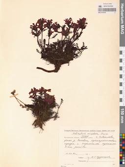 MAG 0019249