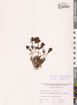 MAG 0019250
