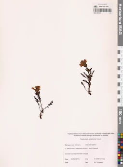 MAG 0019251