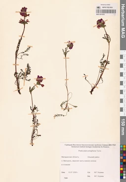 MAG 0019252
