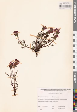 MAG 0019253