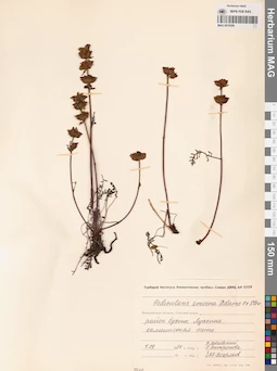 MAG 0019256