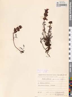 MAG 0019257