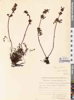 MAG 0019258