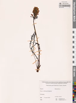 MAG 0019260