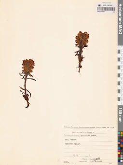 MAG 0019261