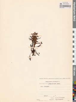 MAG 0019262