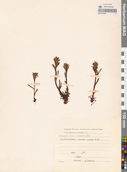 MAG 0019263