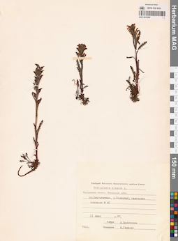 MAG 0019264