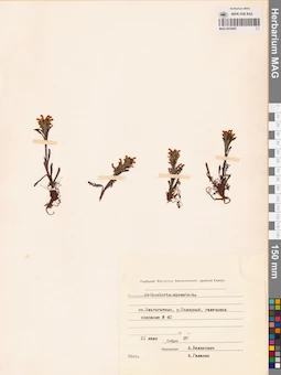 MAG 0019265