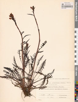 MAG 0019266