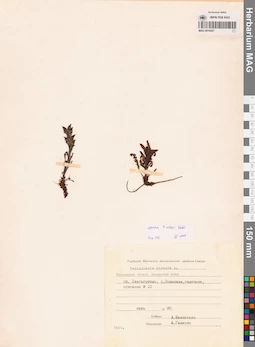 MAG 0019267