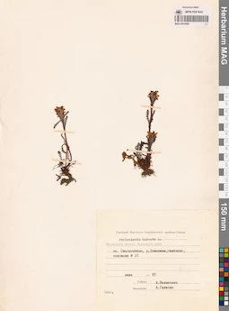 MAG 0019268