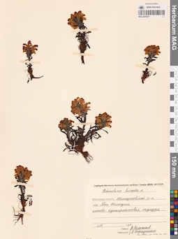 MAG 0019271